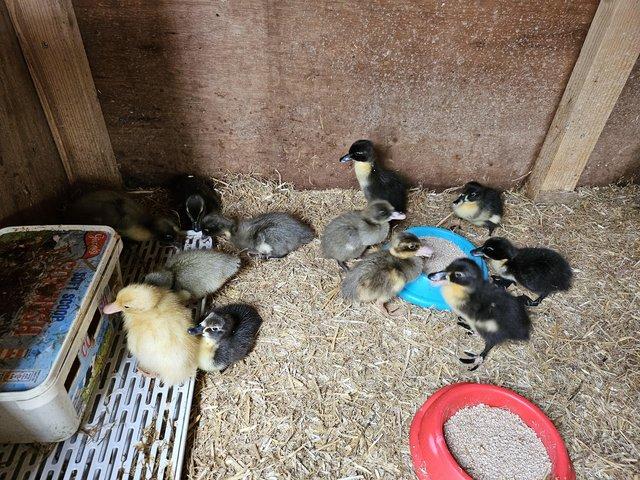 Preview of the first image of Runner ducklings and Crollwitzer turkey chicks.