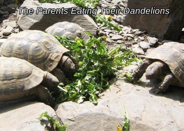 Image 3 of Hermans Tortoise Hatchlings - Baby - Testudo Hermanni