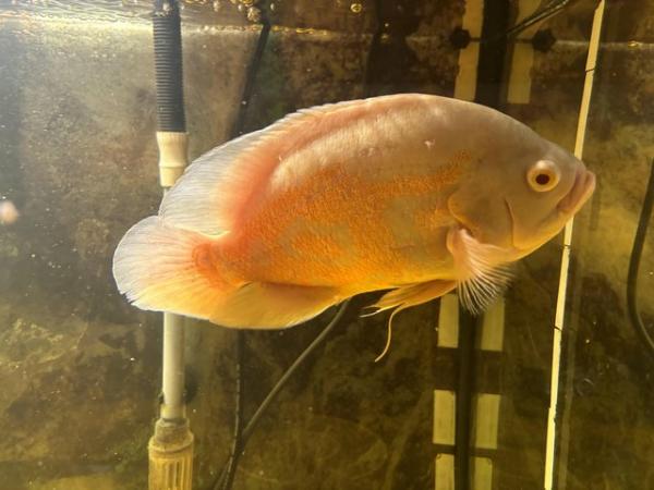 Image 4 of 4 large Oscar fish for sale
