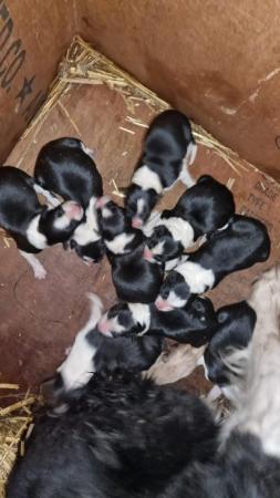 Image 5 of 9 week old black and white border collie puppies