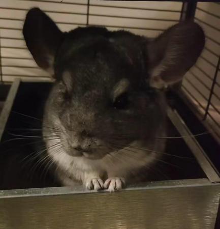 Image 4 of 12 months old male chinchilla