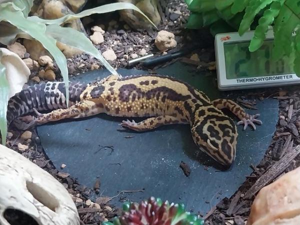 Image 1 of Female leopard gecko with everything