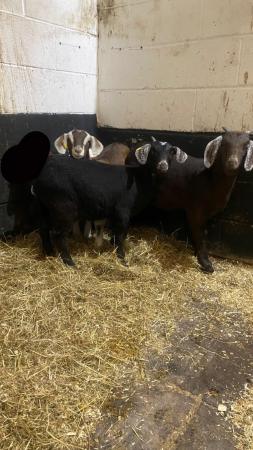 Image 1 of Three Anglo-Nubian wether kid goats