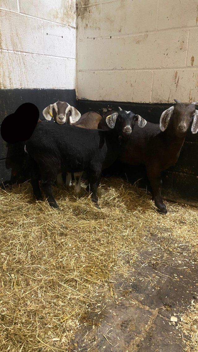 Preview of the first image of Three Anglo-Nubian wether kid goats.