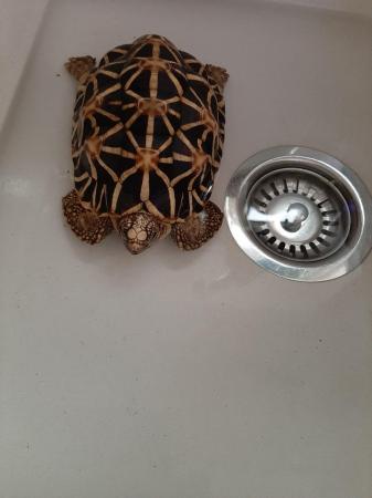 Image 4 of 15 year old Indian star tortoise
