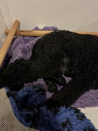 Image 5 of gorgeous 2 week old gorgeous black standard poodle puppies