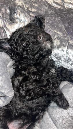 Image 7 of 7 weeks old toy poodle puppy kc registered 1 male available