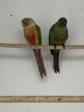 Image 2 of 2 Baby conures for sale stunning birds