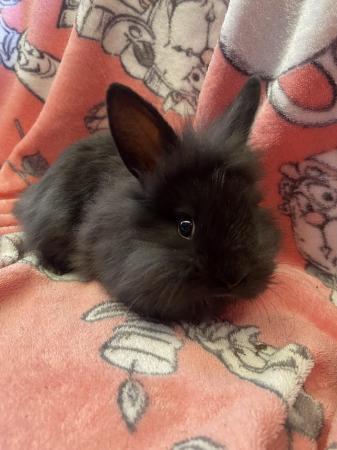 Image 3 of Beautiful 7 week old bunnies for sale.