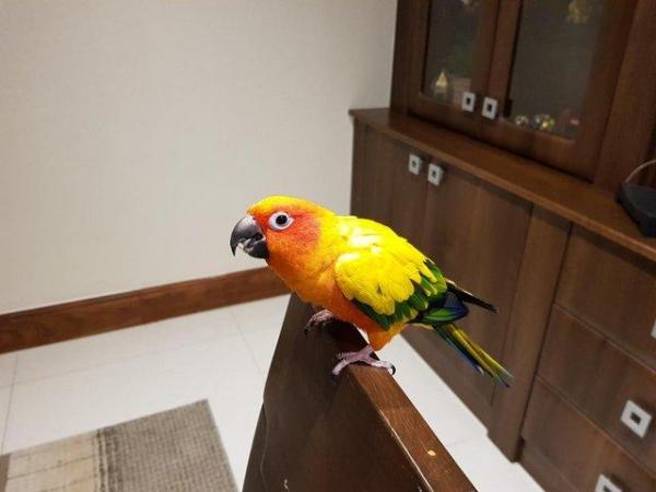 Image 3 of Sun Conure Parakeet Parrot Pet (4 years old)