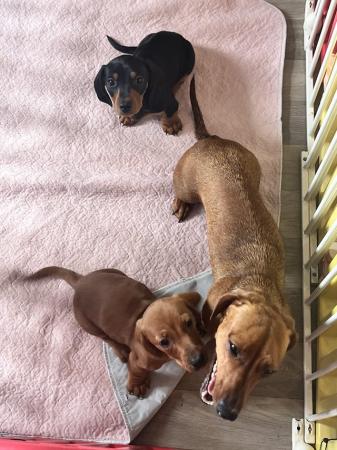 Image 4 of Mini dachshund puppies for sale