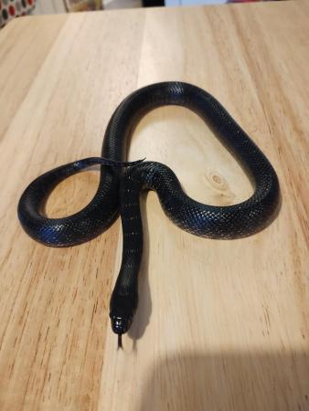 Image 2 of Eastern black king snake