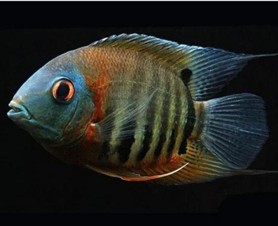 Image 5 of Green Neck SEVERUM Fish