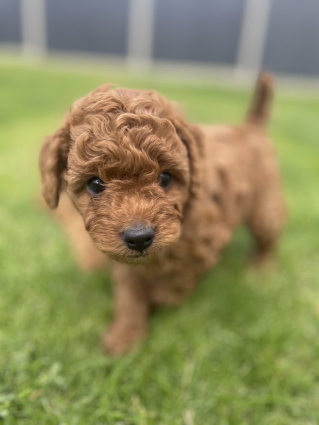 Preview of the first image of *DNA HEALTH TESTED* Cavapoo puppies.
