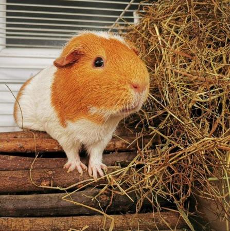 Image 1 of Cavy Corner Small Furry Fun Pet Show 20th March 2022