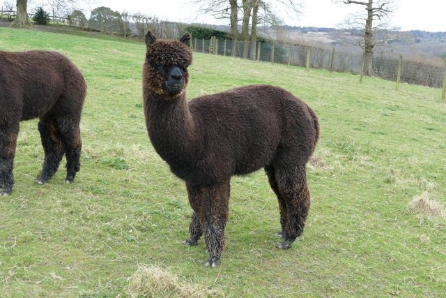 Image 3 of Alpacas - Group of Registered, friendly, young pets