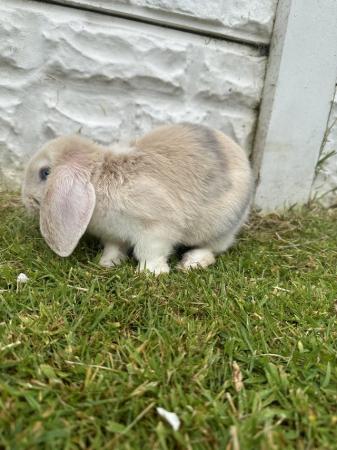 Image 3 of Mini lop bunny female, ready to go