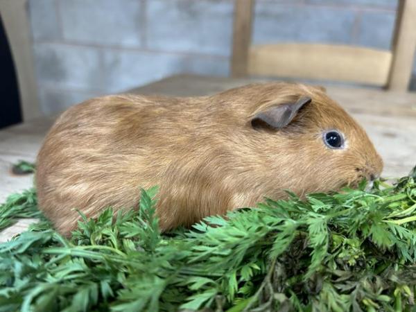 Image 6 of GORGEOUS OTTER TAN BABY GUINEA PIGS READY TO COLLECT NOW!