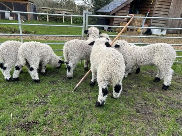 Image 2 of Valais blacknose wether lambs