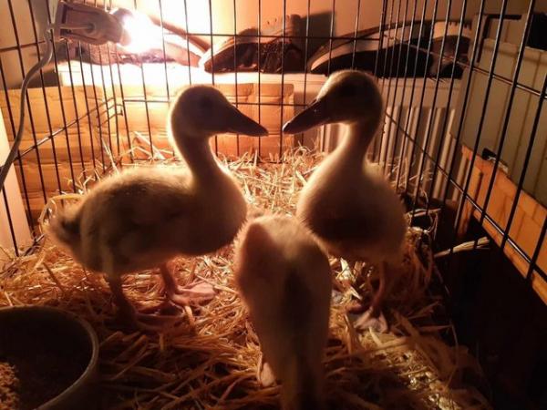 Image 2 of Trio of UNSEXED 2.5 week old Silver Appleyard ducklings