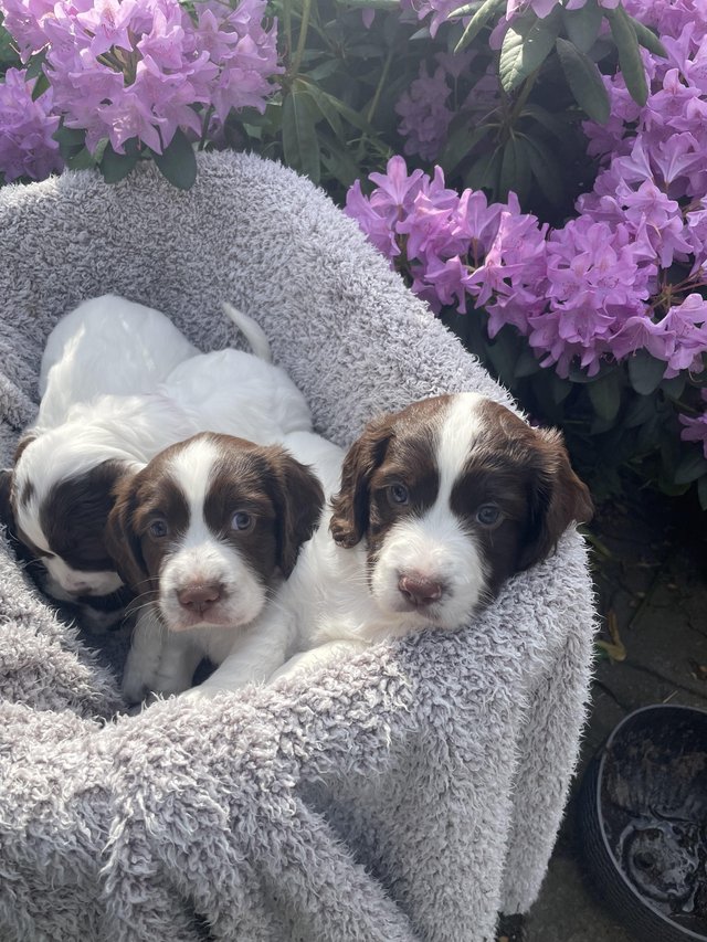 Preview of the first image of English springer spaniels.