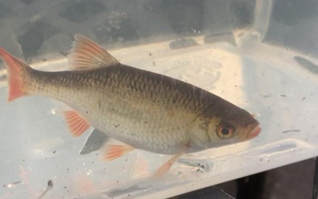 Image 3 of 9 x 4 inch Golden Rudd Pond Fish