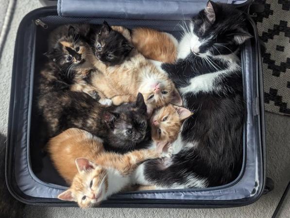 Image 13 of 5 kittens for sale 2 gingers and 3 bark speckled,