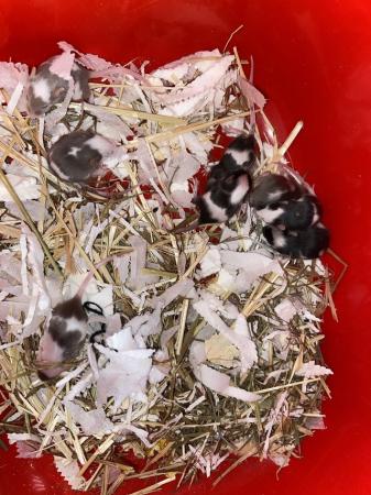 Image 2 of 6 week old mice for rehoming ASAP