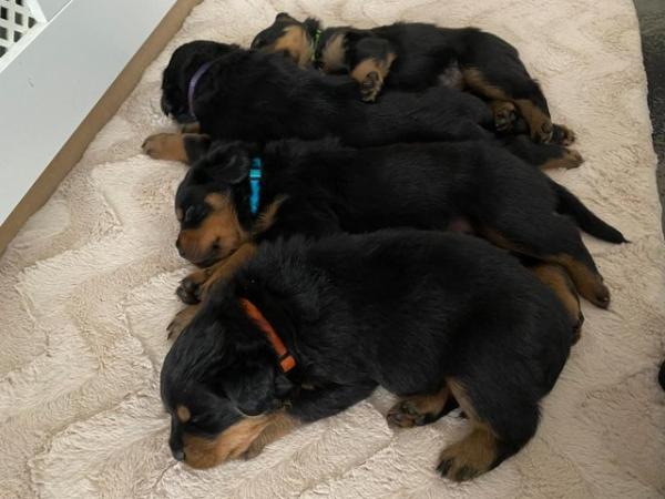 Image 5 of 4 week old Rottweiler puppies for sale
