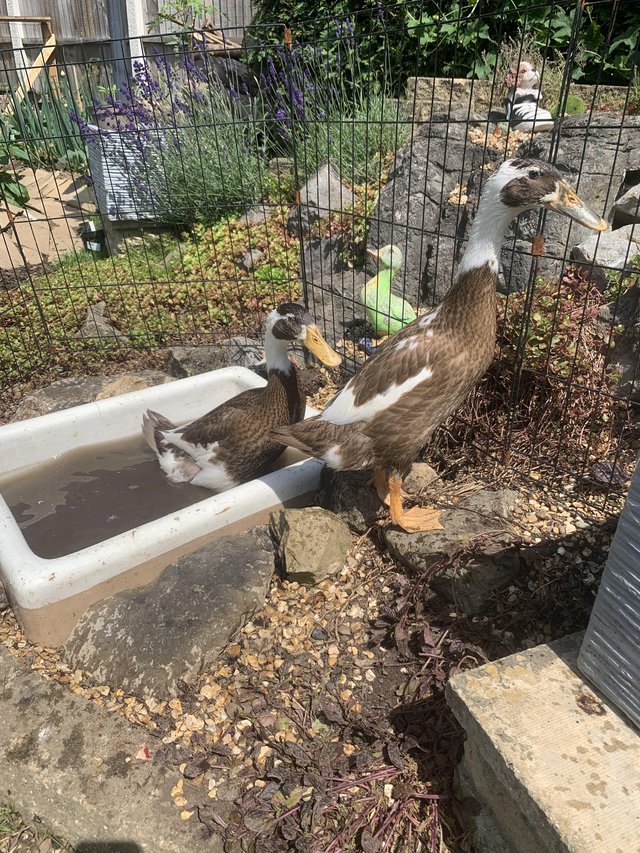 Preview of the first image of Two 7 week old runner ducks.