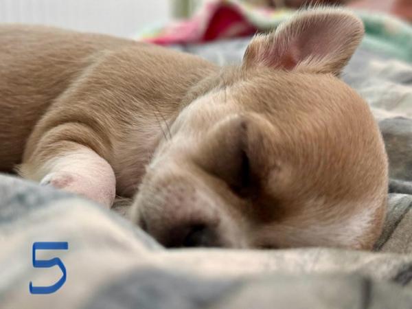 Image 1 of Stunning Apple Head Chihuahua Puppies