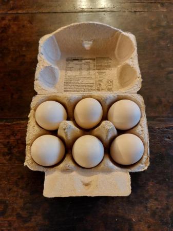 Image 3 of Hatching eggs: bronze turkey, Derbyshire redcap, orpington