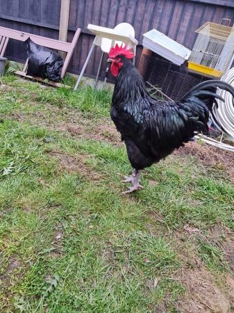 Image 2 of A beautiful young cockerel for sale