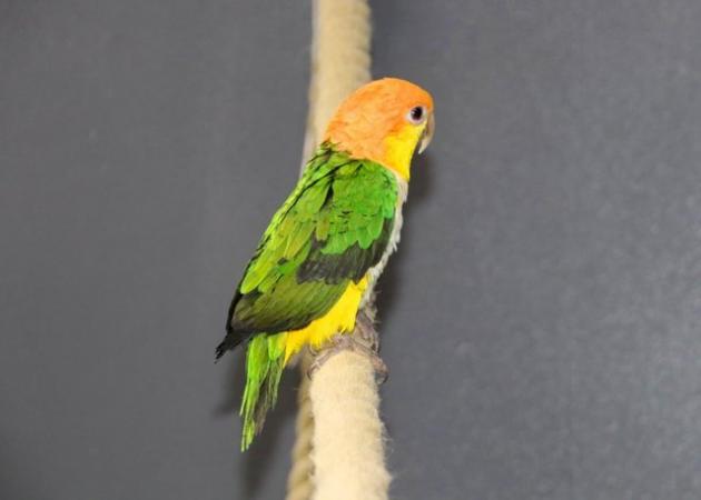 Image 8 of Baby Yellow Thigh Caique for sale,19