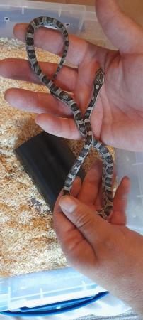 Image 4 of Baby anery cornsnake for sale female