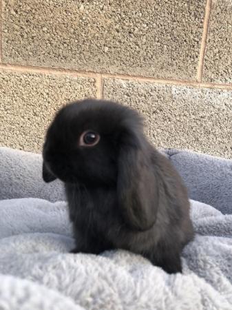 Image 4 of *RESERVED* 1 baby mini lop boy ready to reserve