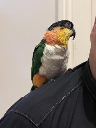 Image 2 of Semi - tame black headed caique for sale