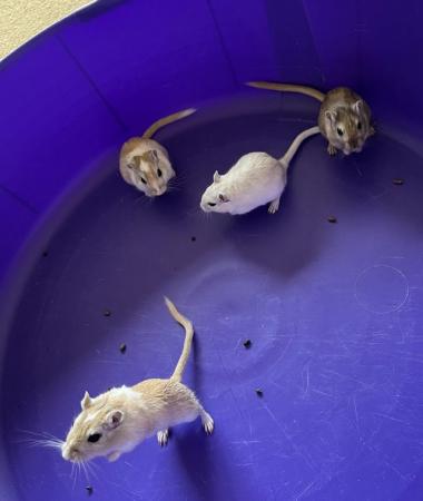 Image 11 of Male Gerbils with Glass Tank