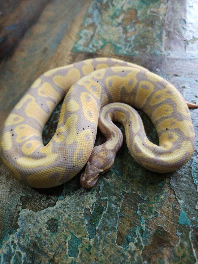 Preview of the first image of Banana Chocolate Pos Red Stripe Het Clown 1.0 Ball Python.