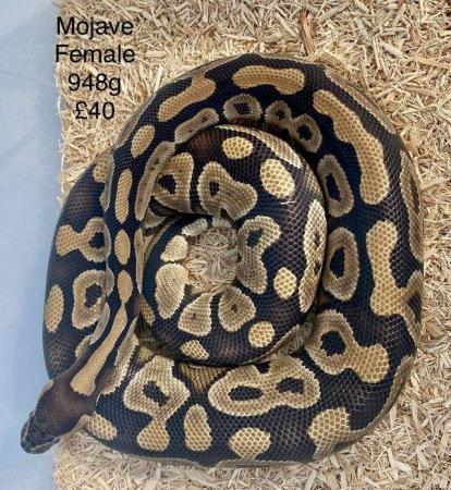 Image 18 of Royal Pythons for sale.