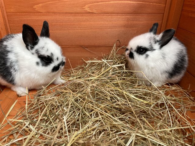 Preview of the first image of 2 girl mixed breed bunnies.