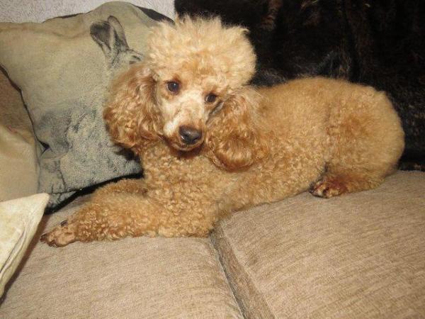 Image 55 of RED KC REG TOY POODLE FOR STUD ONLY! HEALTH TESTED