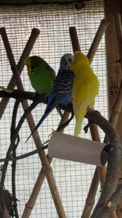 Image 7 of Budgie and cockatiel rescue (NOT FOR SALE)