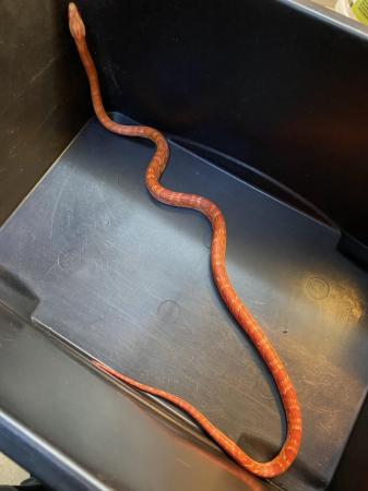 Image 2 of Inferno Corn snake Male £75