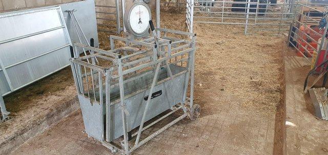 Image 3 of Bateman Sheep Lamb Weighing Scales No Vat