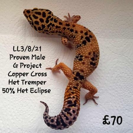 Image 11 of Leopard Geckos Available For New Homes