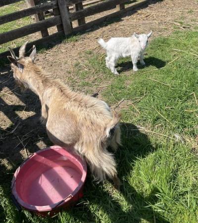 Image 1 of Pygmy Goat Wethers Will Be Ready Mid June.