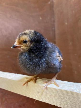 Image 2 of Pure breed female chicks, fully vaccinated