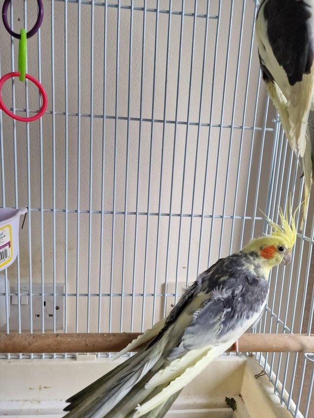 Preview of the first image of 2 baby cockatiels 4 months old.