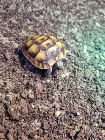 Image 4 of Mediterranean spur thigh tortoises - hatchlings